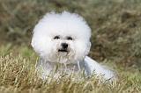 BICHON FRISE 448